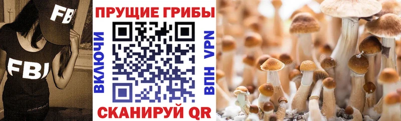 Галлюциногенные грибы ЛСД  Купить закладки  Волгореченск 